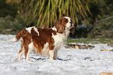 GESTATION - CAVALIER KING CHARLES 002